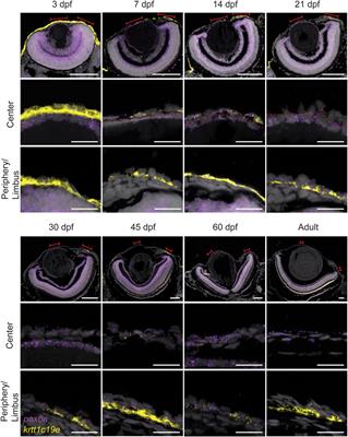 Zebrafish cornea formation and homeostasis reveal a slow maturation process, similarly to terrestrial vertebrates’ corneas